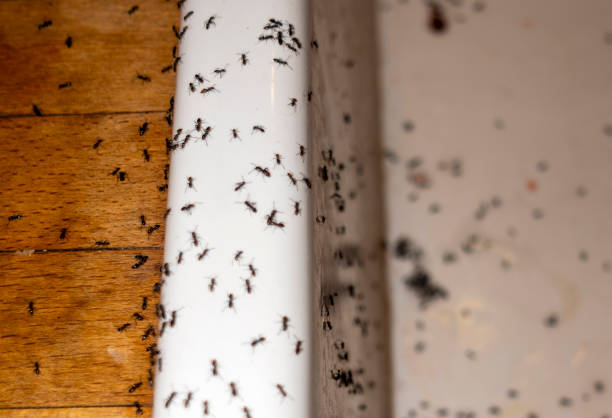 Best Bed Bug Extermination  in Akwesasne, NY