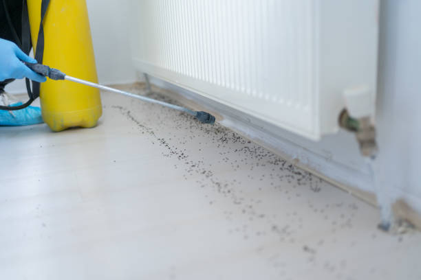 Best Mosquito Control Services  in Akwesasne, NY