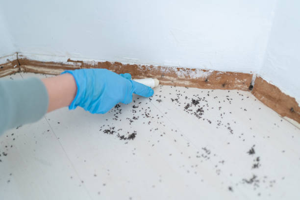 Best Rat Extermination Near Me  in Akwesasne, NY